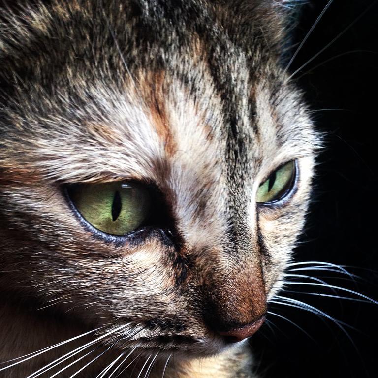 فيلا Ca' Dei Gatti توسكولانو ماديرنو المظهر الخارجي الصورة